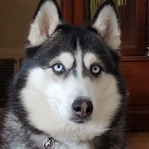 Meet your Posher, Carrie